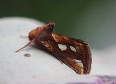 Kortstreket metallfly (Plusia putnami)