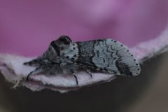 Sallow Kitten (Furcula furcula)