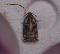 Variegated Golden Tortrix (Archips xylosteana)