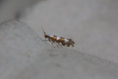 Gold-ribbon Argent (Argyresthia brockeella)