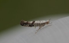 Argyresthia curvella