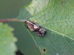 Tyttebærhakevikler (Rhopobota ustomaculana)