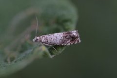 White Sallow Bell (Epinotia subocellana)