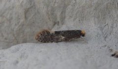 Carrion Moth (Monopis weaverella)