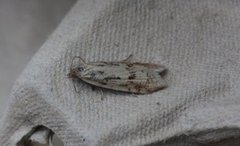 Dotted Shade (Eana osseana)