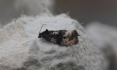 Black-spot Marble (Hedya atropunctana)