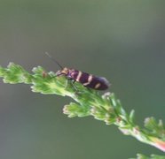 Yellow-barred Gold (Micropterix aureatella)