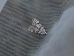 Beautiful China-mark (Nymphula nitidulata)