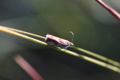 Rødflekket kveldvikler (Epinotia cruciana)