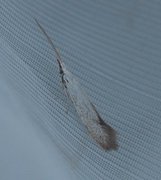White Sallow Case-bearer (Coleophora albidella)