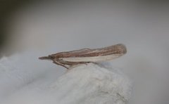 Gressmalmott (Anerastia lotella)