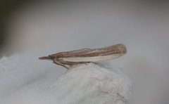Sandhill Knot-horn (Anerastia lotella)