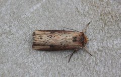 Flame (Axylia putris)