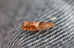 Nut Bud Moth (Epinotia tenerana)