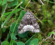 Marbled White Spot (Deltote pygarga)