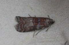 Rognesmalmott (Acrobasis advenella)