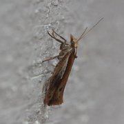 White-shouldered Smudge (Ypsolopha parenthesella)