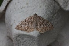 Scallop Shell (Rheumaptera undulata)
