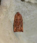 Pine Tortrix (Archips oporana)