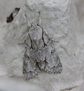 Grey Dagger (Acronicta psi)