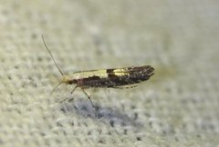 Apple Fruit Moth (Argyresthia conjugella)