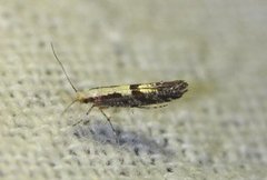 Rognebærmøll (Argyresthia conjugella)