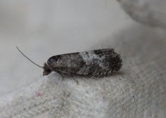 Lerkeknoppvikler (Spilonota laricana)