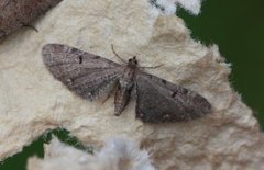 Brun dvergmåler (Eupithecia absinthiata)