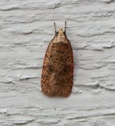 Angelica Flat-body (Agonopterix angelicella)