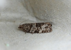 Bartrevikler (Dichelia histrionana)