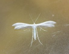 White Plume (Pterophorus pentadactyla)