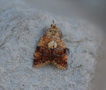 Yellow-spot Tortrix (Pseudargyrotoza conwagana)