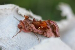 Rødbrunt metallfly (Autographa jota)