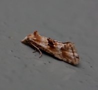Kentish Conch (Cochylimorpha alternana)