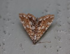 Brown China-mark (Elophila nymphaeata)
