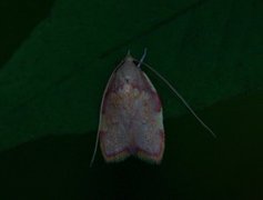 Long-horned Flat-body (Carcina quercana)