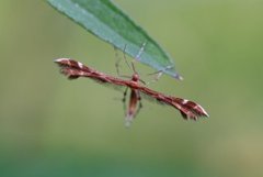 Humleblomfjærmøll (Geina didactyla)