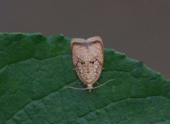 Lønneblomstflatvikler (Acleris forsskaleana)