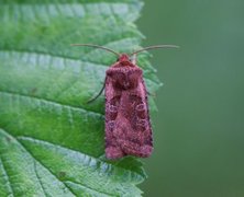 Kobberfly (Chersotis cuprea)