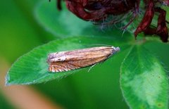 Red Piercer (Lathronympha strigana)