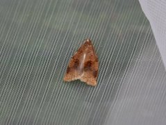 Rose Tortrix (Archips rosana)