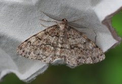 Satin Beauty (Deileptenia ribeata)