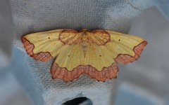 Dark Bordered Beauty (Epione vespertaria)