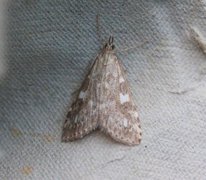 Olive Pearl (Udea olivalis)