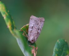 Myrfly (Coenophila subrosea)