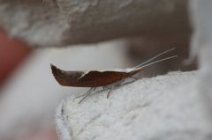 Leddvedsprellemøll (Ypsolopha dentella)