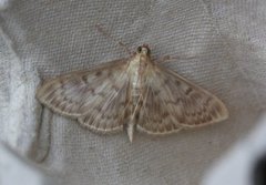 Mother of Pearl (Patania ruralis)