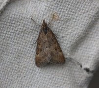 Straw-barred Pearl (Pyrausta despicata)