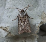 Archer's Dart (Agrotis vestigialis)