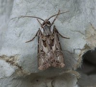 Fagerjordfly (Agrotis vestigialis)